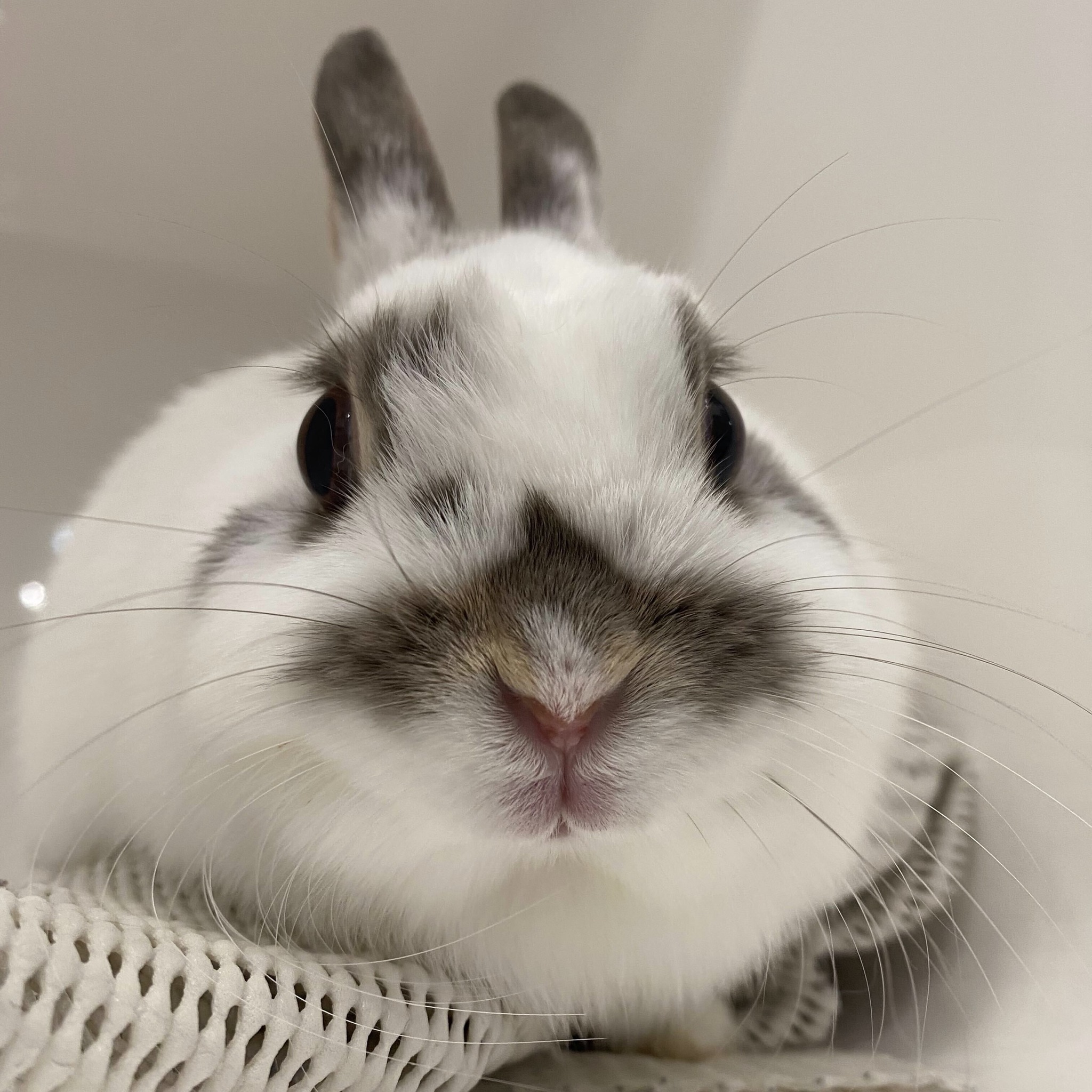 The Rabbit - Jump-day agenda: Spread joy, share fluff, and hop into the ...