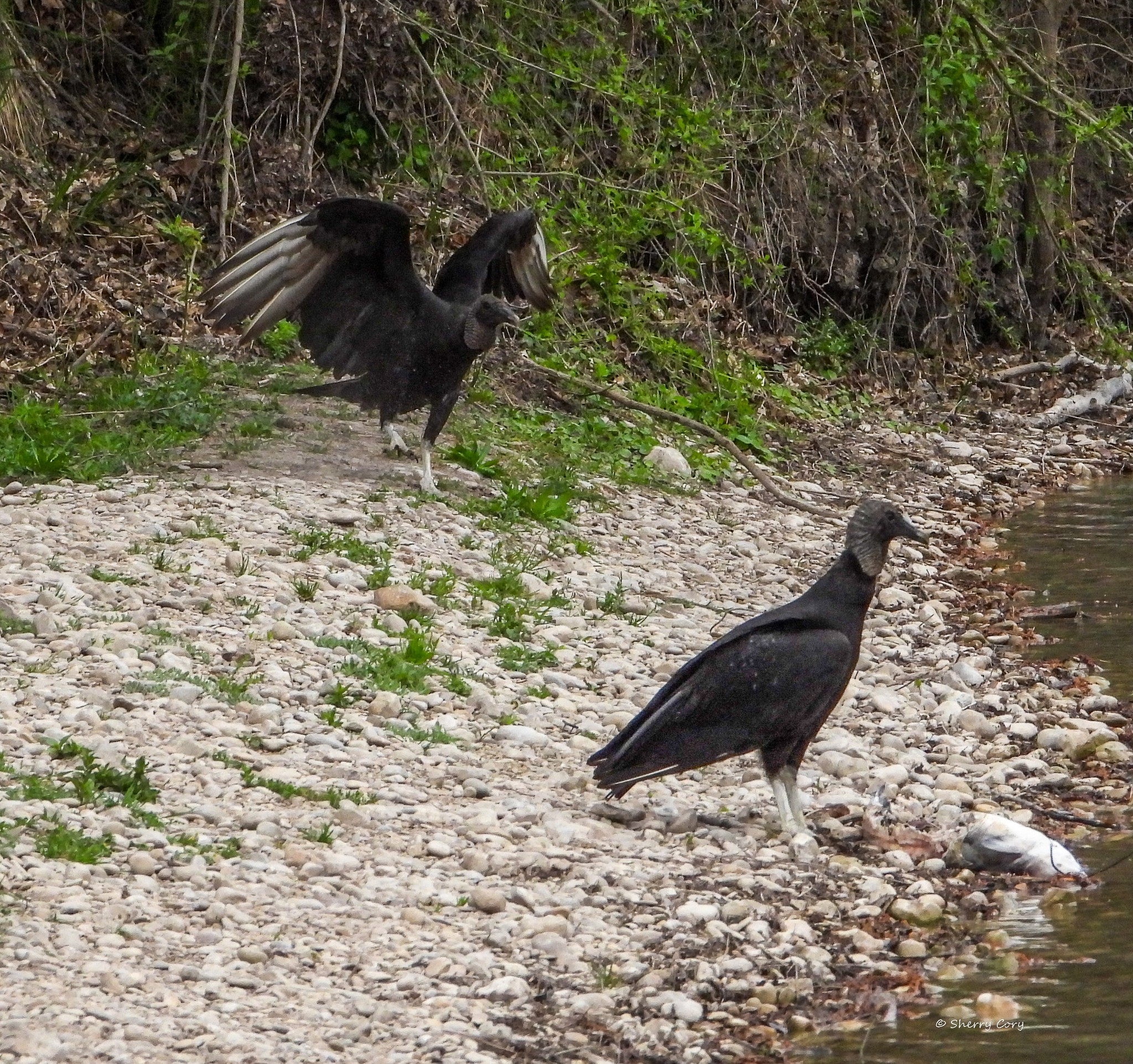 Vultures play a crucial role in cleaning the environment