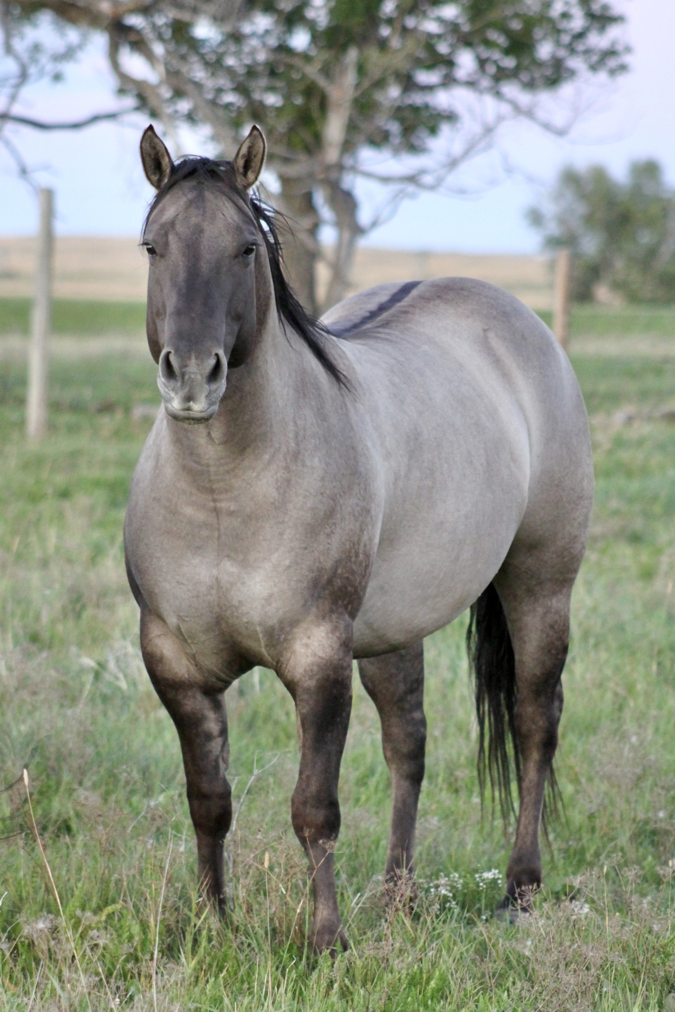 Did you know our mare Megara... - GoneDun Quarter Horses | Facebook