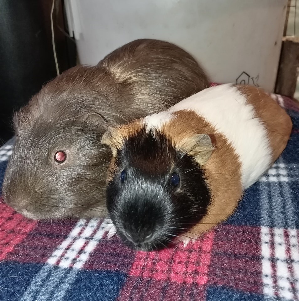 L... - Lethal White Piggies Special Needs Guinea Pig Sanctuary