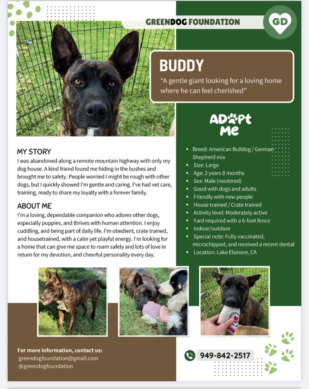 More adoptable pups here at Greendog... - Greendog Foundation | Facebook