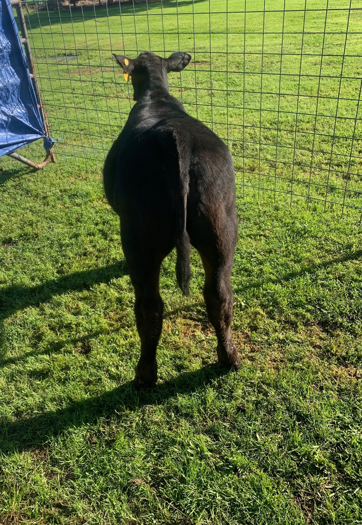 C&S Cattle Company
