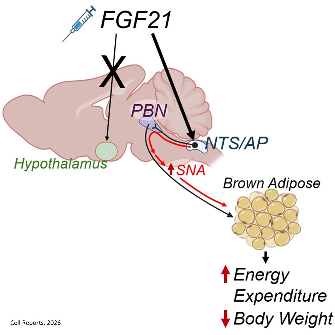 Mechanism for body weight-reducing hormone identified! The study provides valuable new insight into the naturally occurring hormone, called FGF21 (fibroblast growth factor 21), which is already involved in drug development. Drugs that