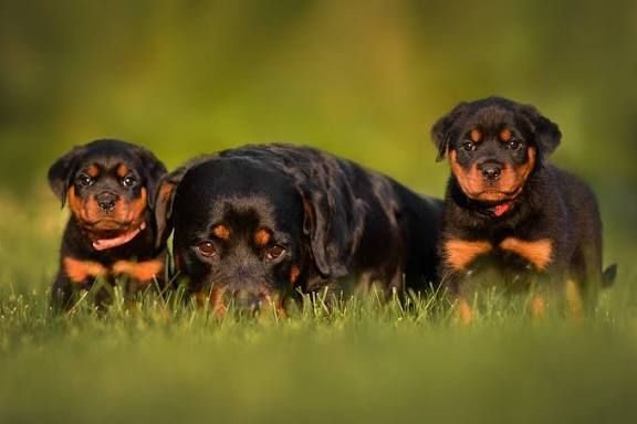 Vn Rott and Friends - รอยยิ้มของคนรับ คือแรงใจของคนนำมาส่ง Douggie มา ...