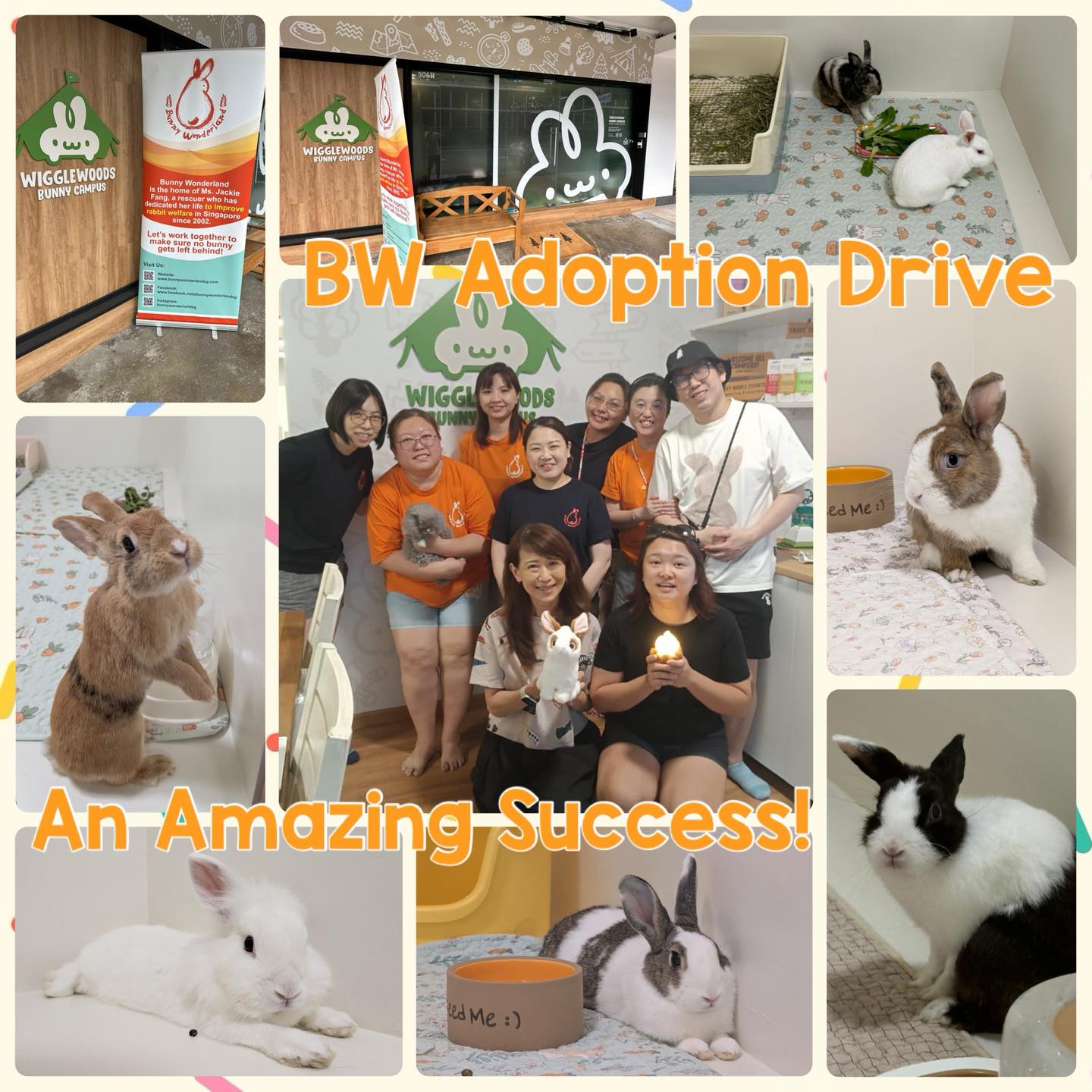 Bunny - BW ADOPTION DRIVE - SUCCESS 🎉 What an incredible weekend at our ...