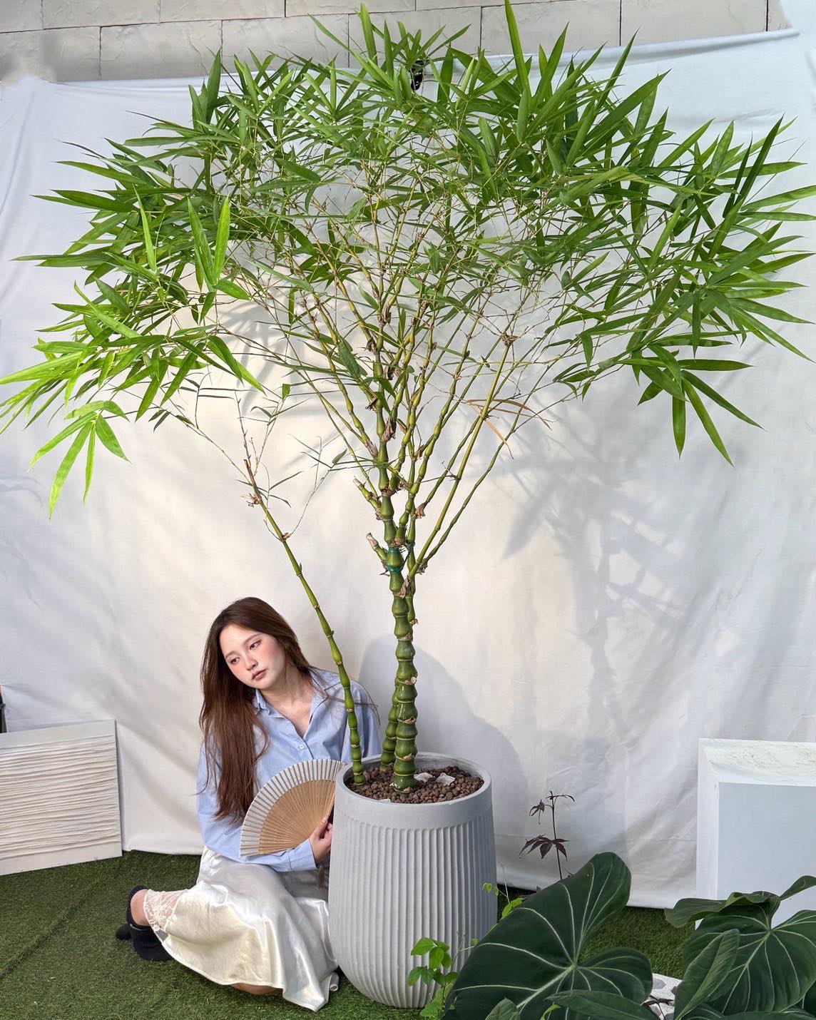 芯晨花園《桃園三民店》 - 精品樹形獨家量販通路 #乾淨不易生蟲進口配方 #葫蘆竹 芯晨花園三民店現貨拍攝 #現場另售大量食蟲植物 #各式室內 ...