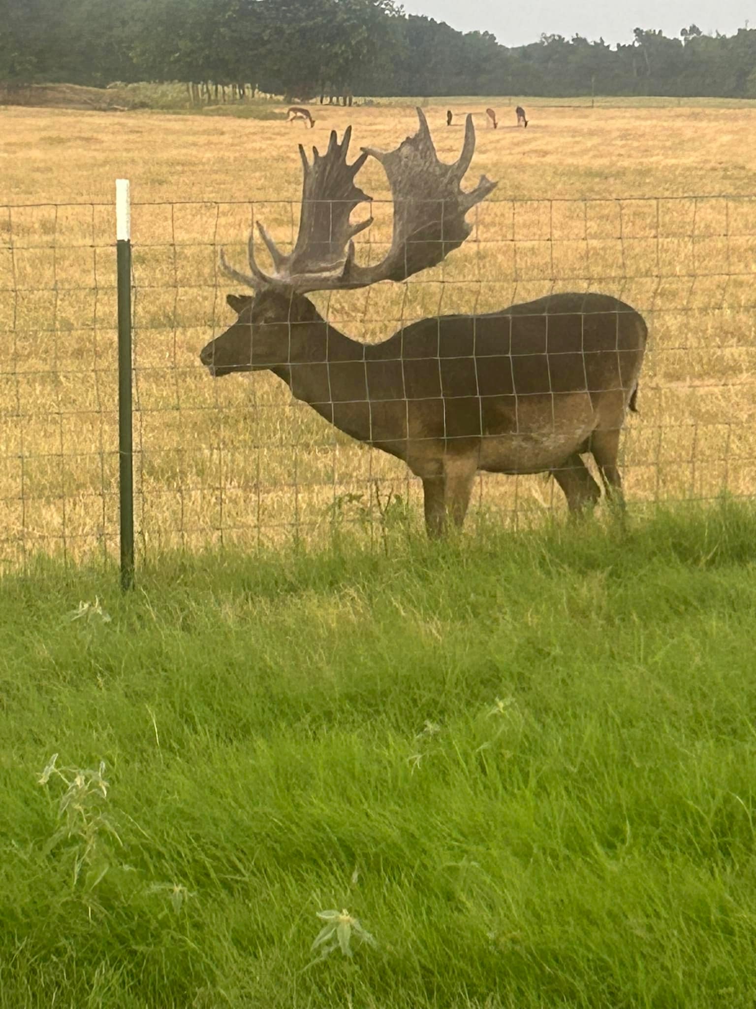 Cross Timbers Exotic Ranch