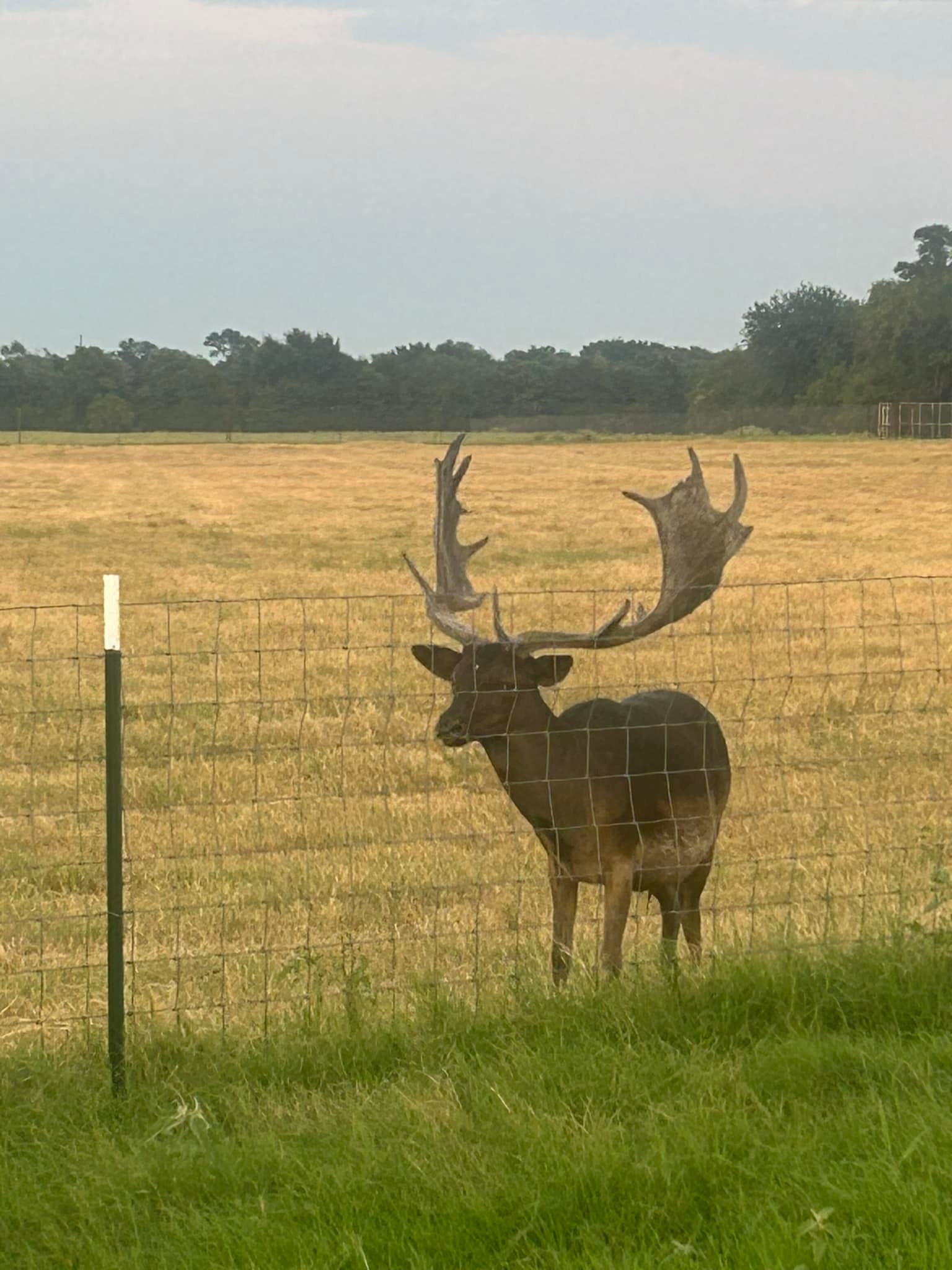Cross Timbers Exotic Ranch