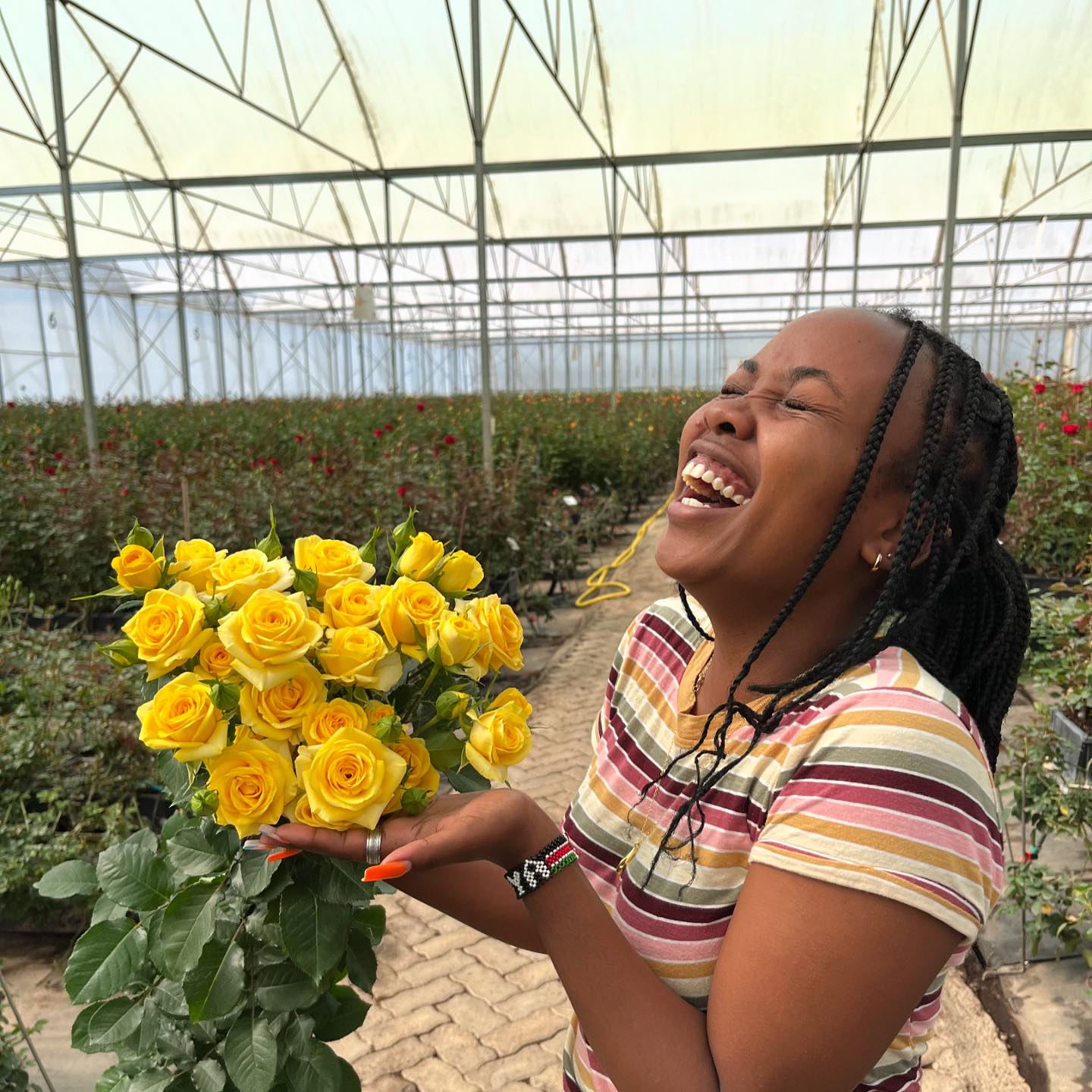 Blossoms Spray Roses | Aalsmeer