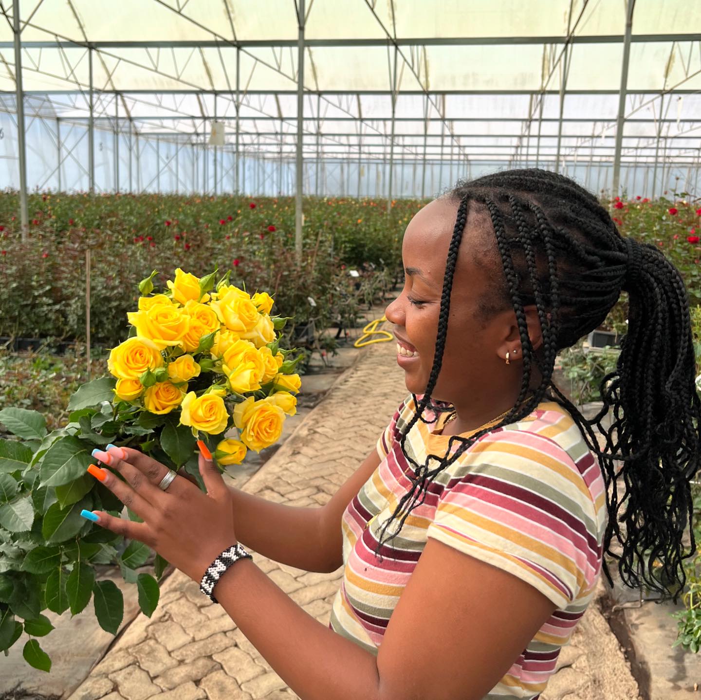 Blossoms Spray Roses | Aalsmeer