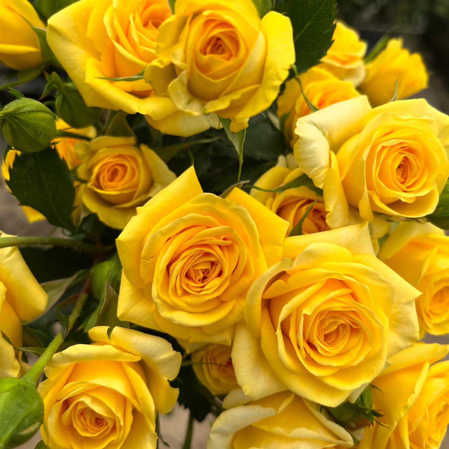 Blossoms Spray Roses | Aalsmeer