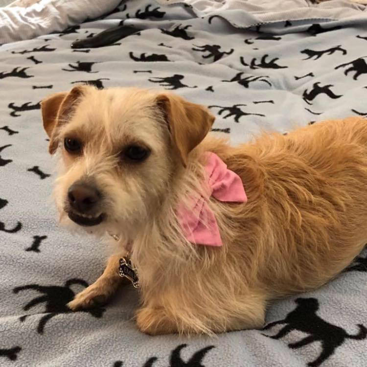Meet Precious BUGS Saturday at Dublin Petsmart! *October 17th from 10 ...