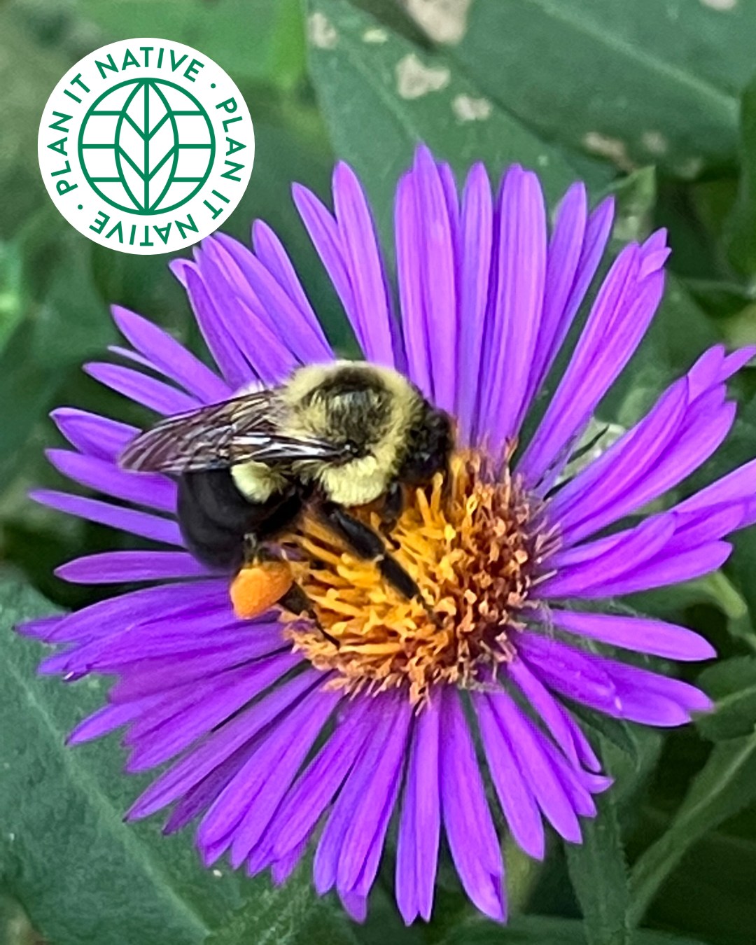 Deep Roots KC - Early Bee.. er... Bird pricing for our... | Facebook