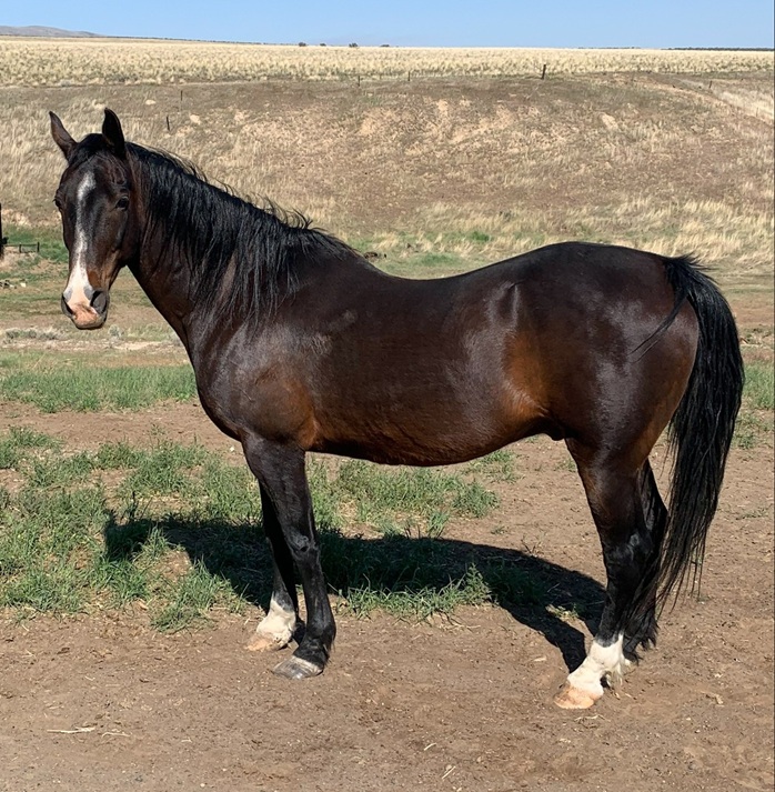 Rodeo City Equine Rescue | Kittitas WA