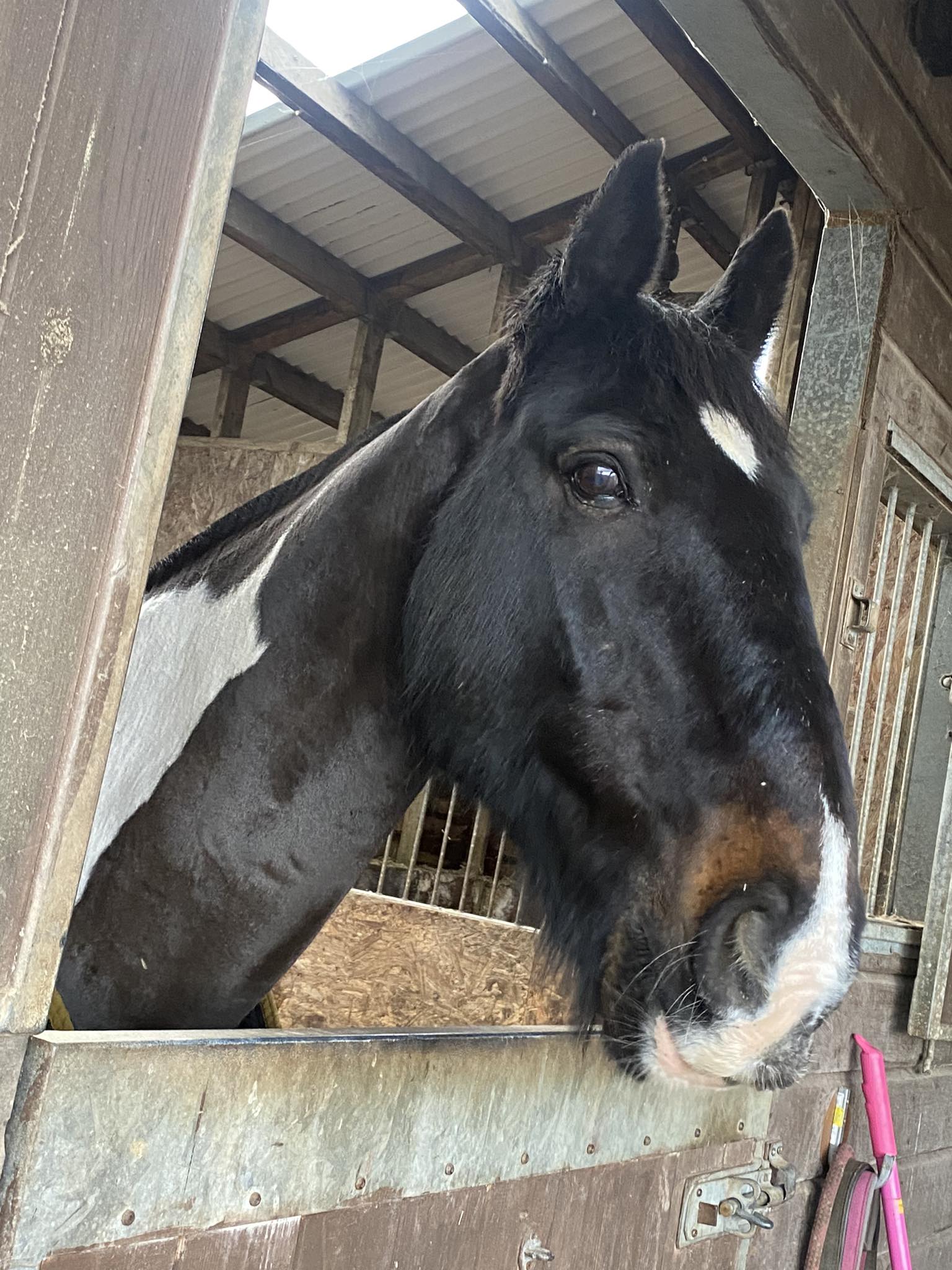 The Stable Stable Company... - The Stable Stable Company