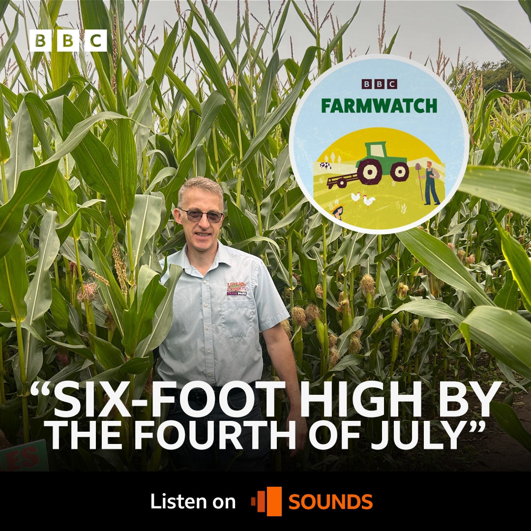 BBC - A maize maze, which is usually 'knee-high by the fourth of July ...
