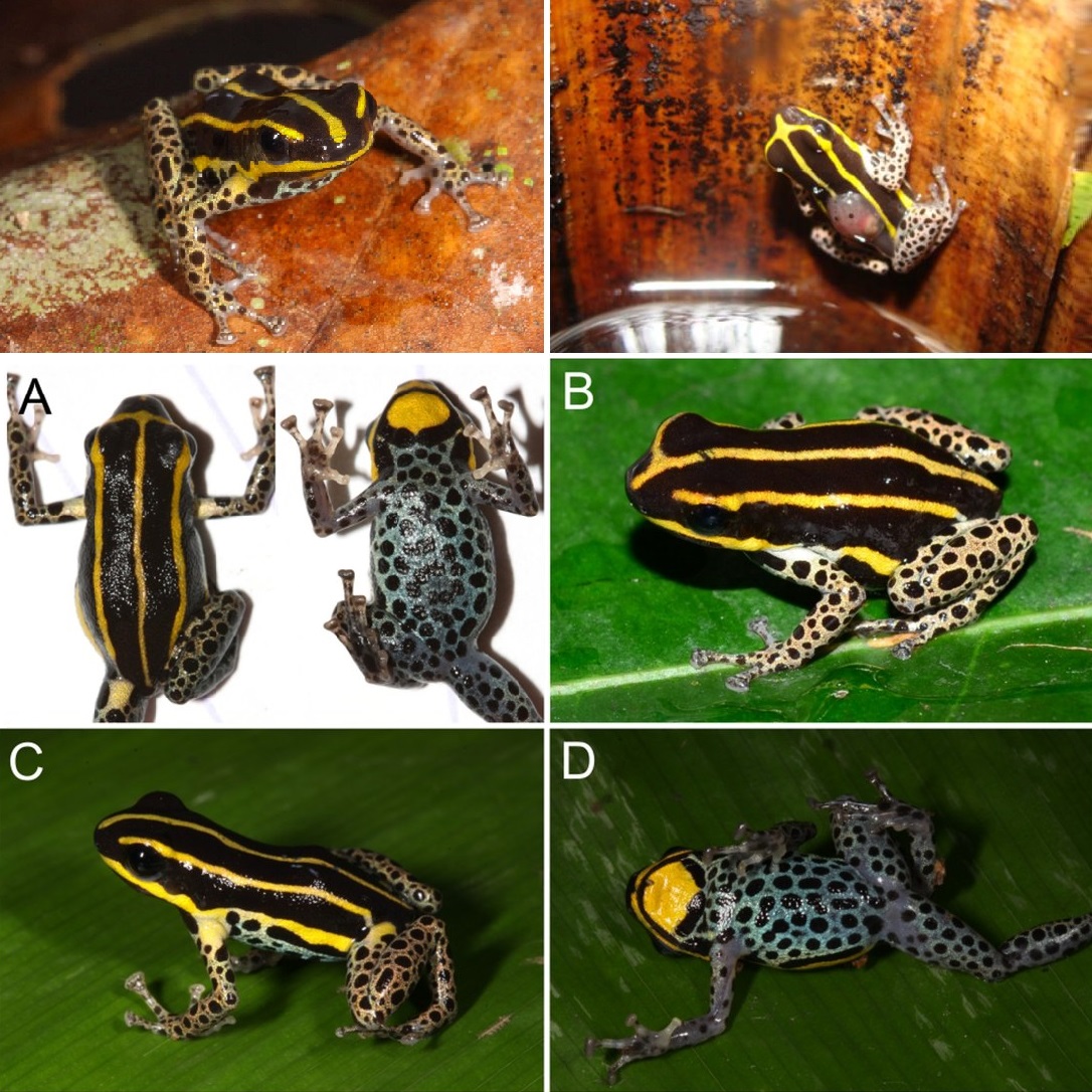 Novataxa - 🐸 #novataxa #neotropic #frog #biodiversity • 2025 :: # ...
