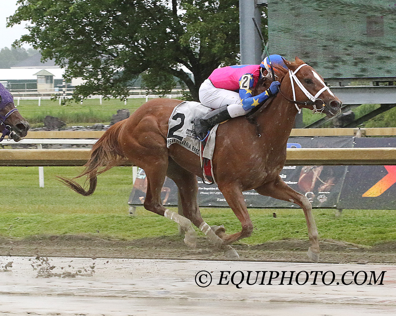 Equi-Photo - Tight Ten (Tapit) sired his first winner when Miss Casella ...