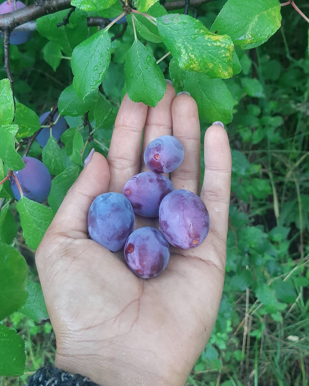 💜🍃ŠLjIVE RANKE💜🍃 Zarudela sljiva... - _sumadijska_avlija_
