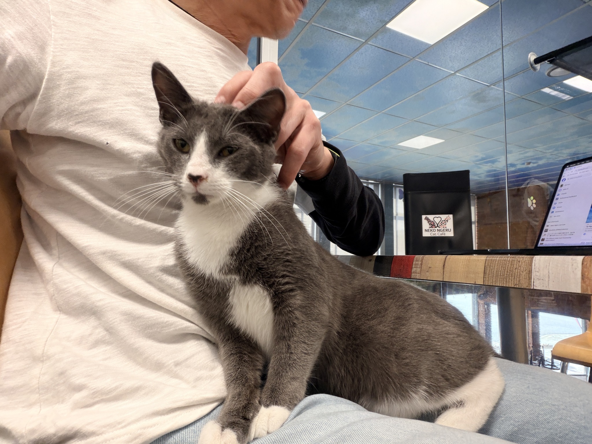 Neko Ngeru Cat Cafe - Pooka met his name sponsors this morning. In true ...