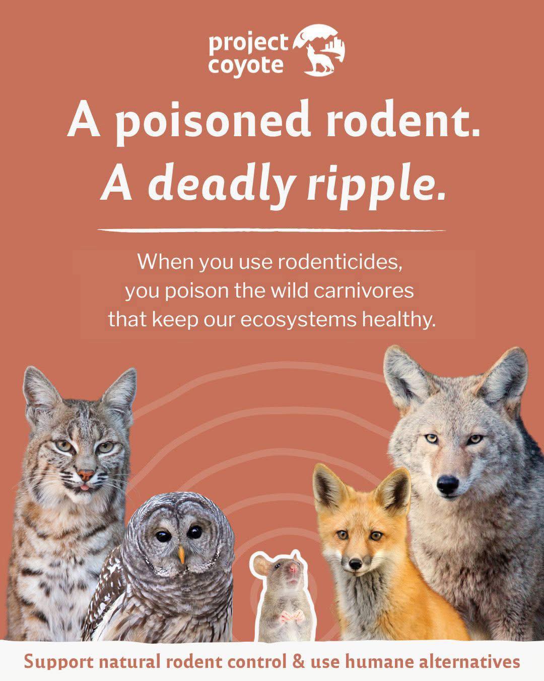 GOOD - Project Coyote A poisoned rodent. 🐀 A deadly ripple. 💀 ...