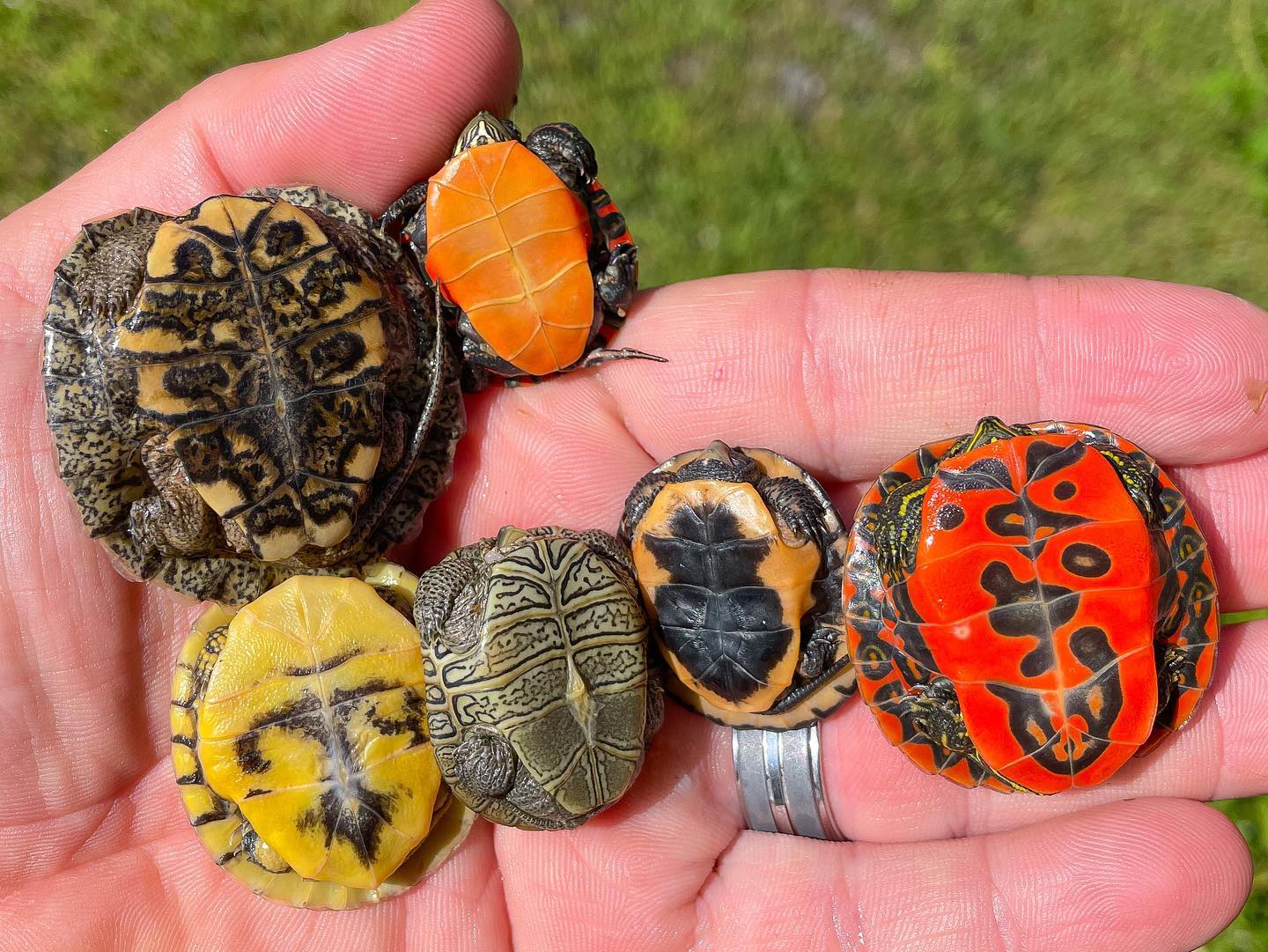 The Reptile - Garden State Tortoise shows off six of the amazing turtle ...
