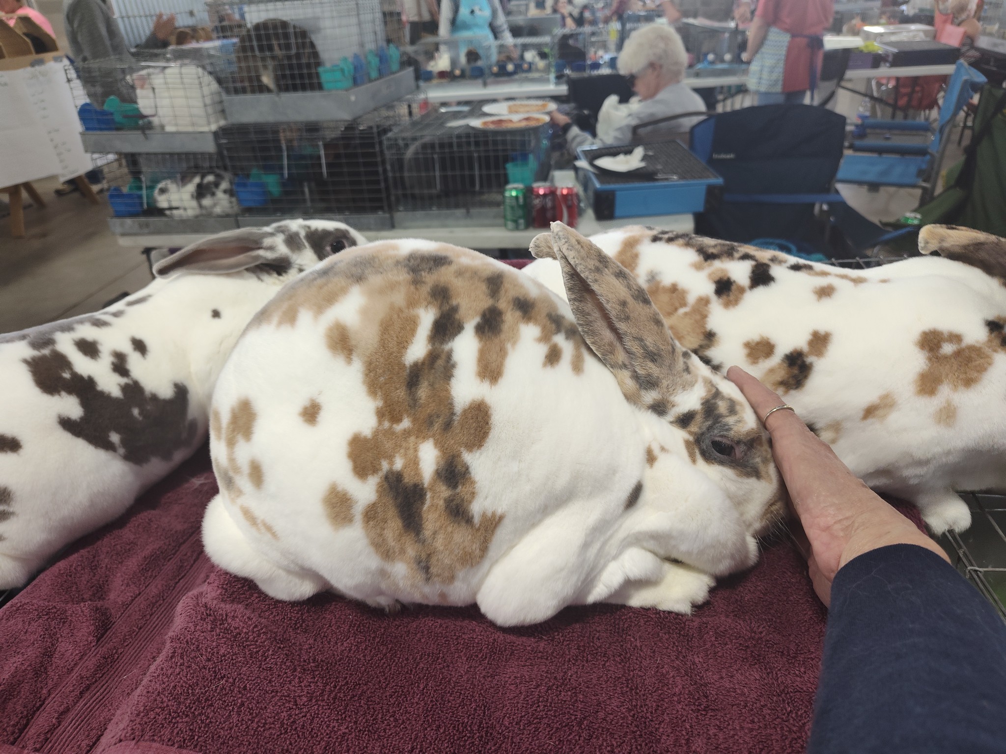 3R's Rabbitry | Longmont CO