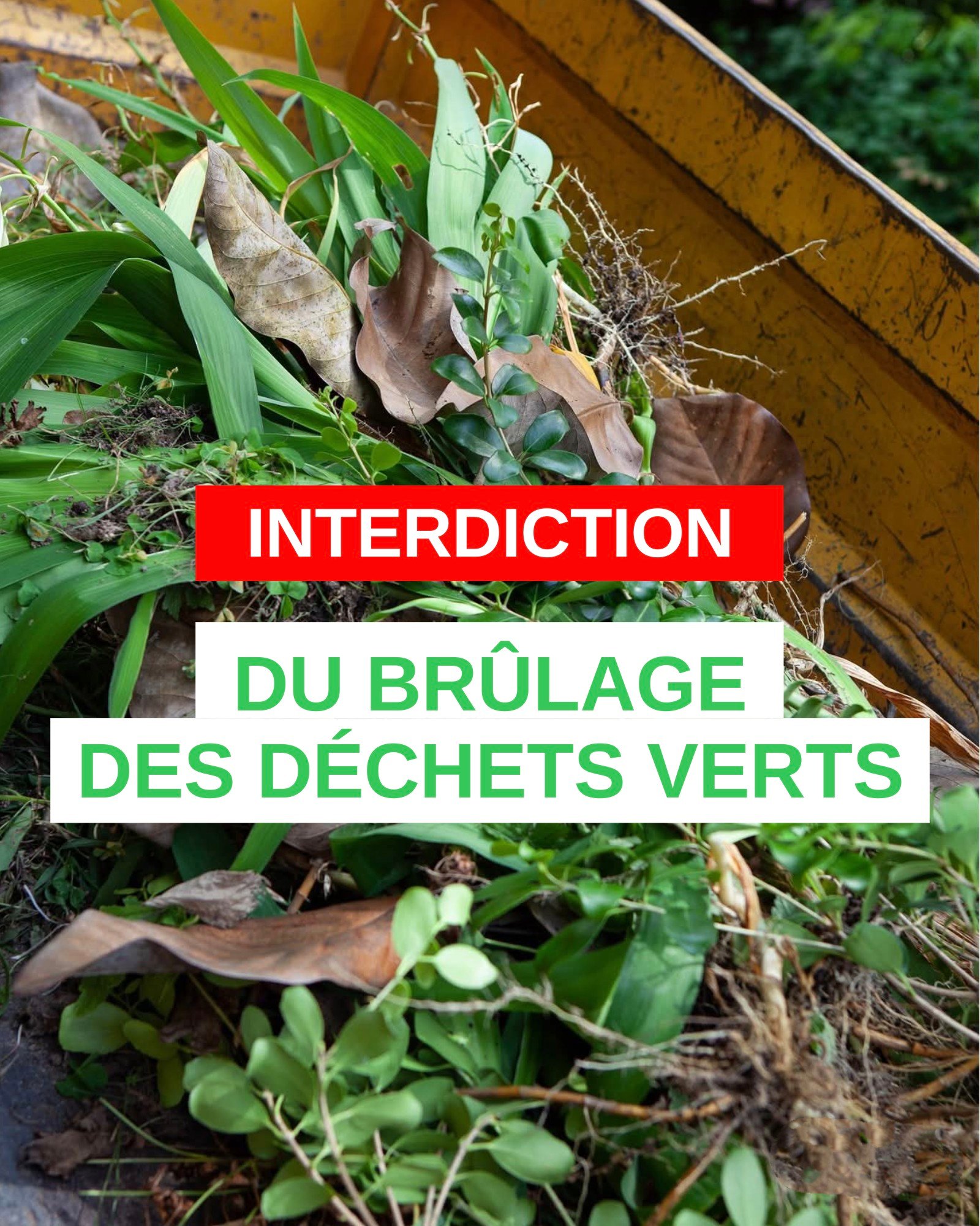 Perfect Original Photos about  Brulage Des Dechets Verts  as Your HD Pictures