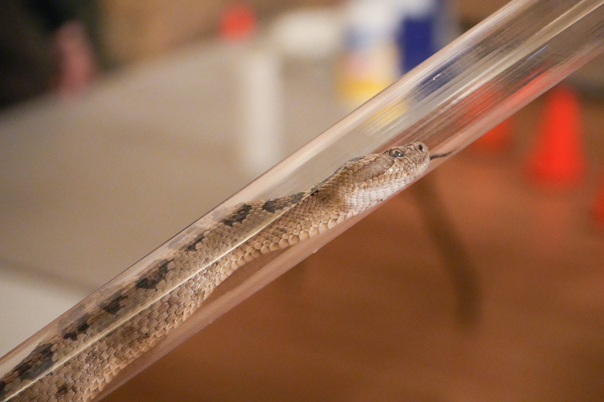 Rattlers, Buzzer... - Utah Division of Wildlife Resources | Facebook