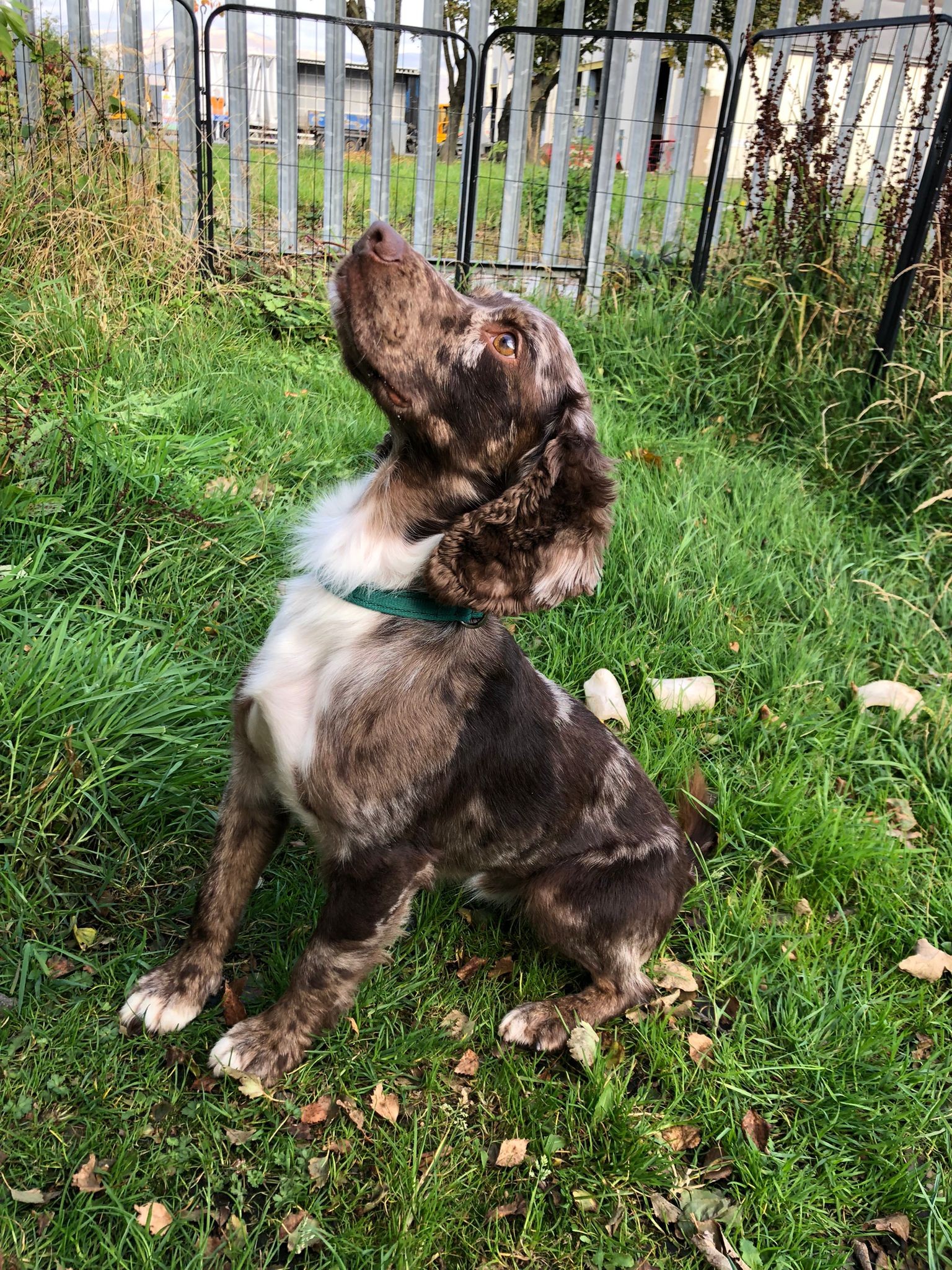 Northern... - Northern English Springer Spaniel Rescue