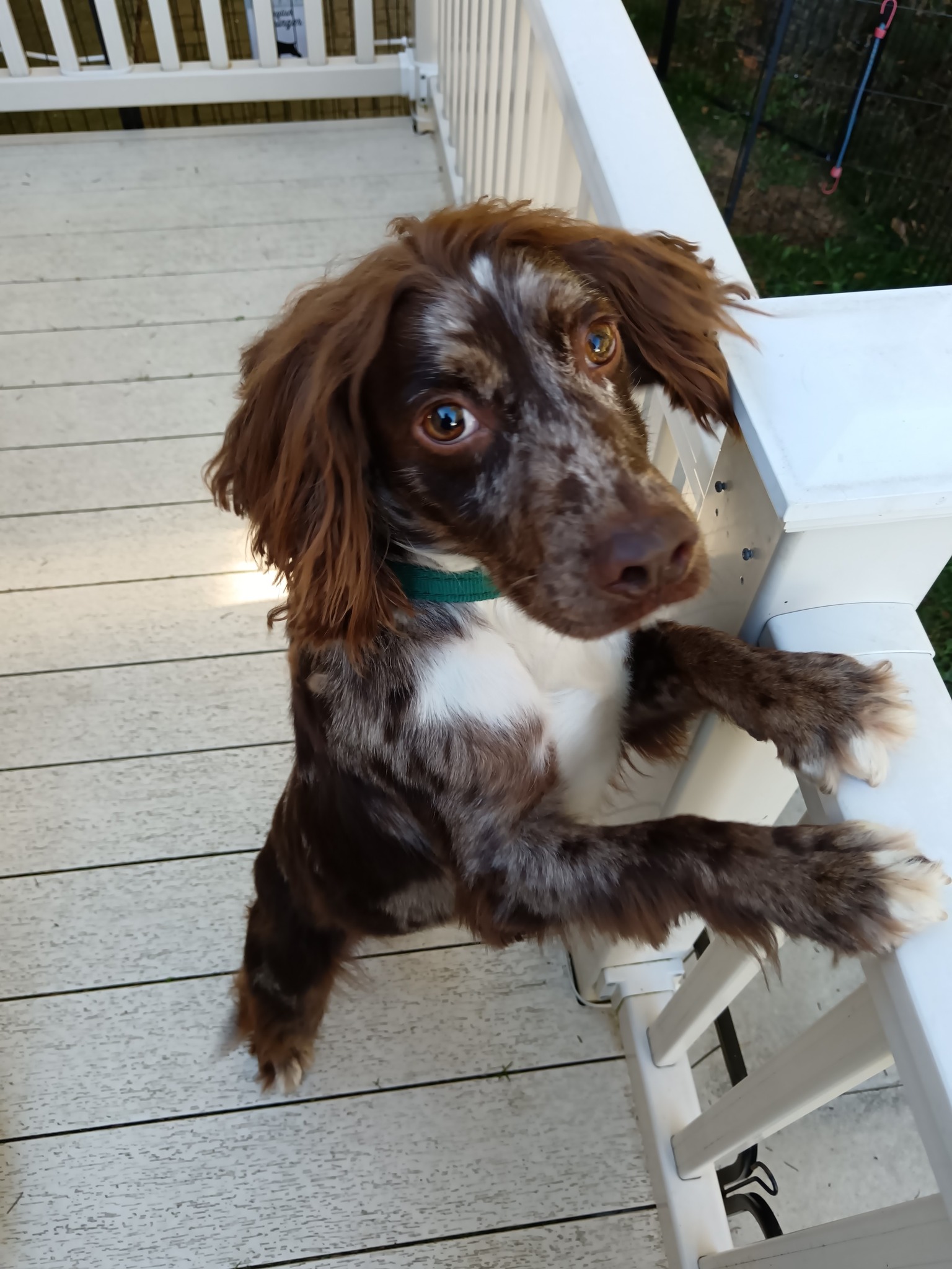 Northern... - Northern English Springer Spaniel Rescue