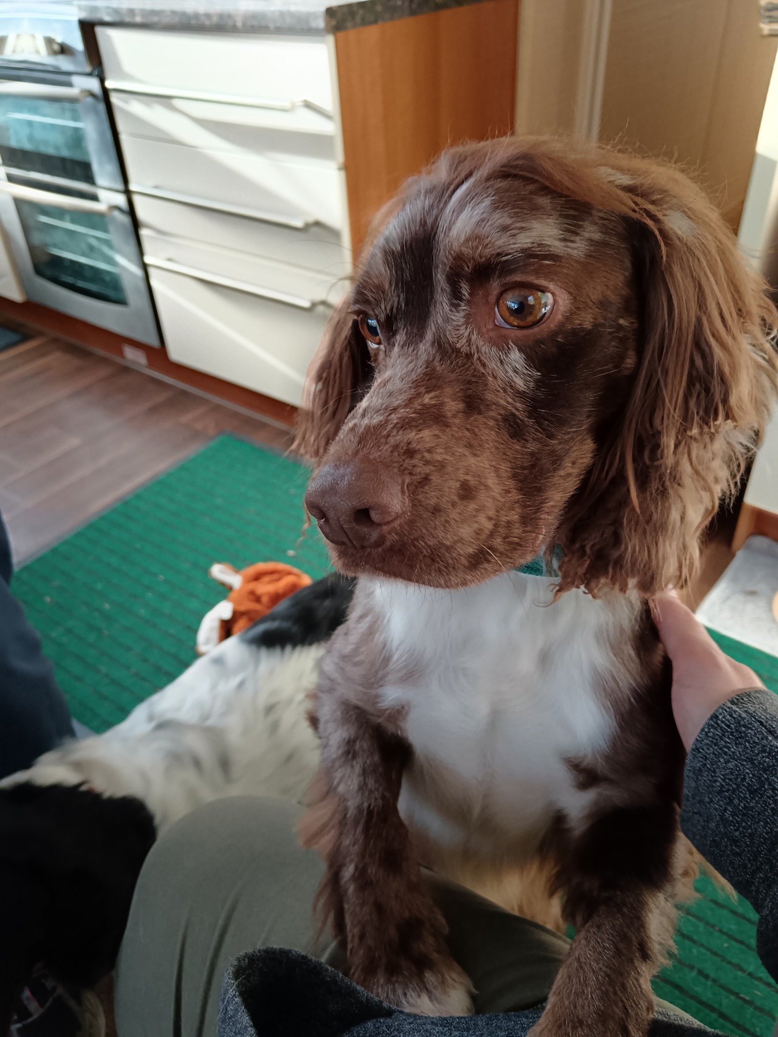 Northern... - Northern English Springer Spaniel Rescue