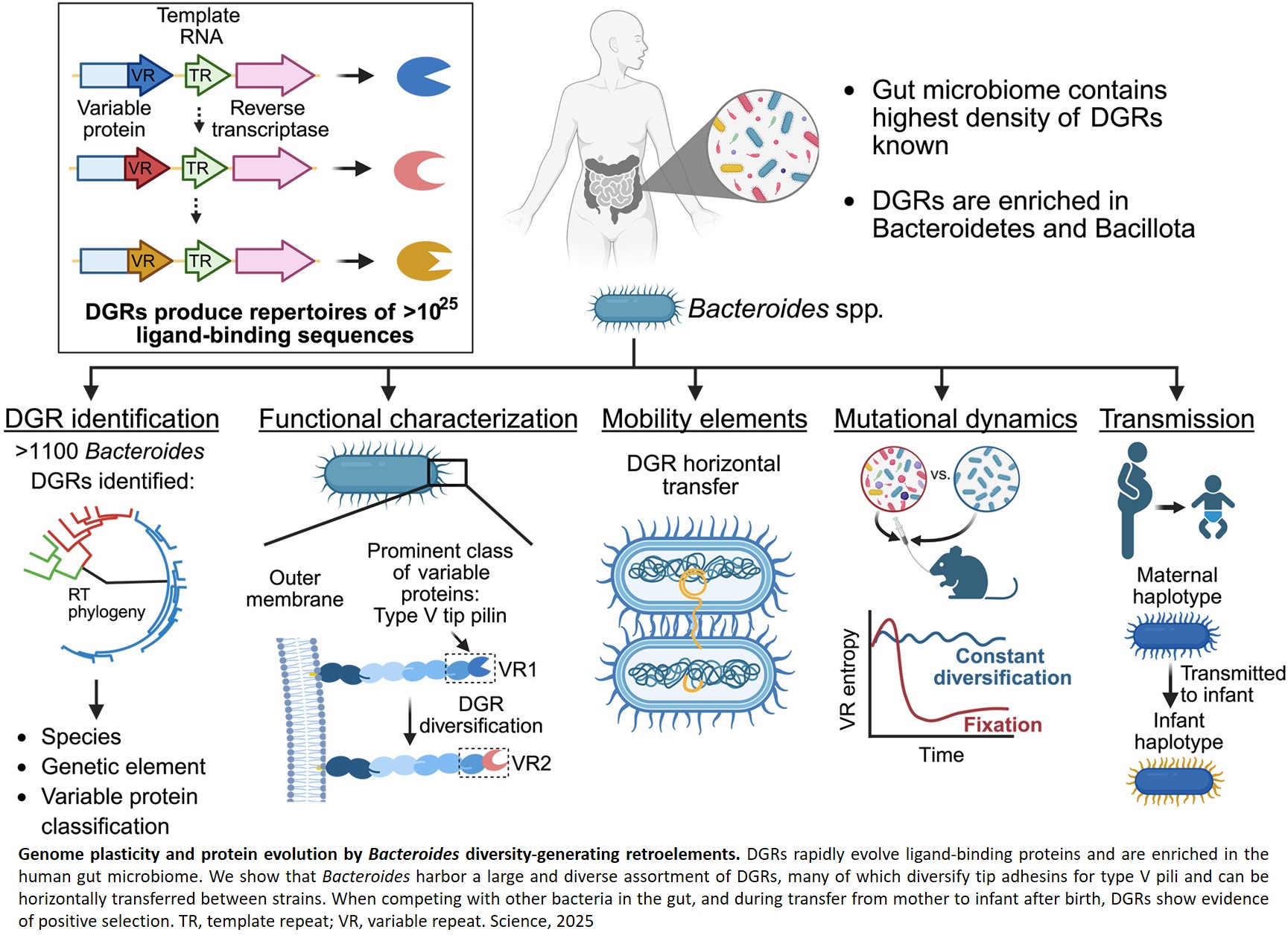 Science - How gut bacteria adapt to new environments The scientists ...