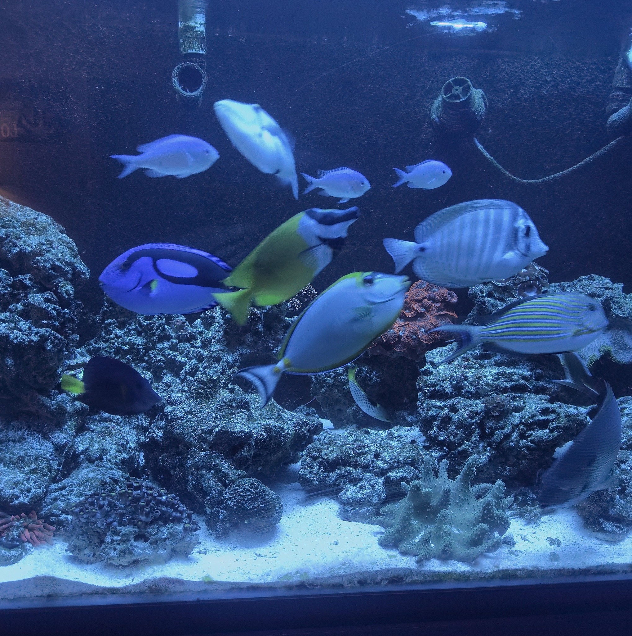 DIY Plywood Aquarium Builds | So this tank has a cracked bottom is ...