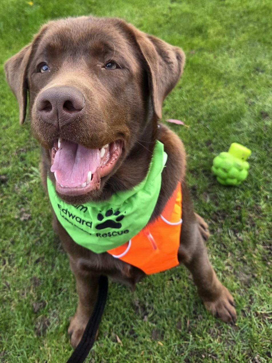 Team Edward Labrador Rescue... - Team Edward Labrador Rescue