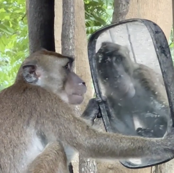 Try - What dat monkey doin'?! 🤣 This vain monkey decided to spend some ...