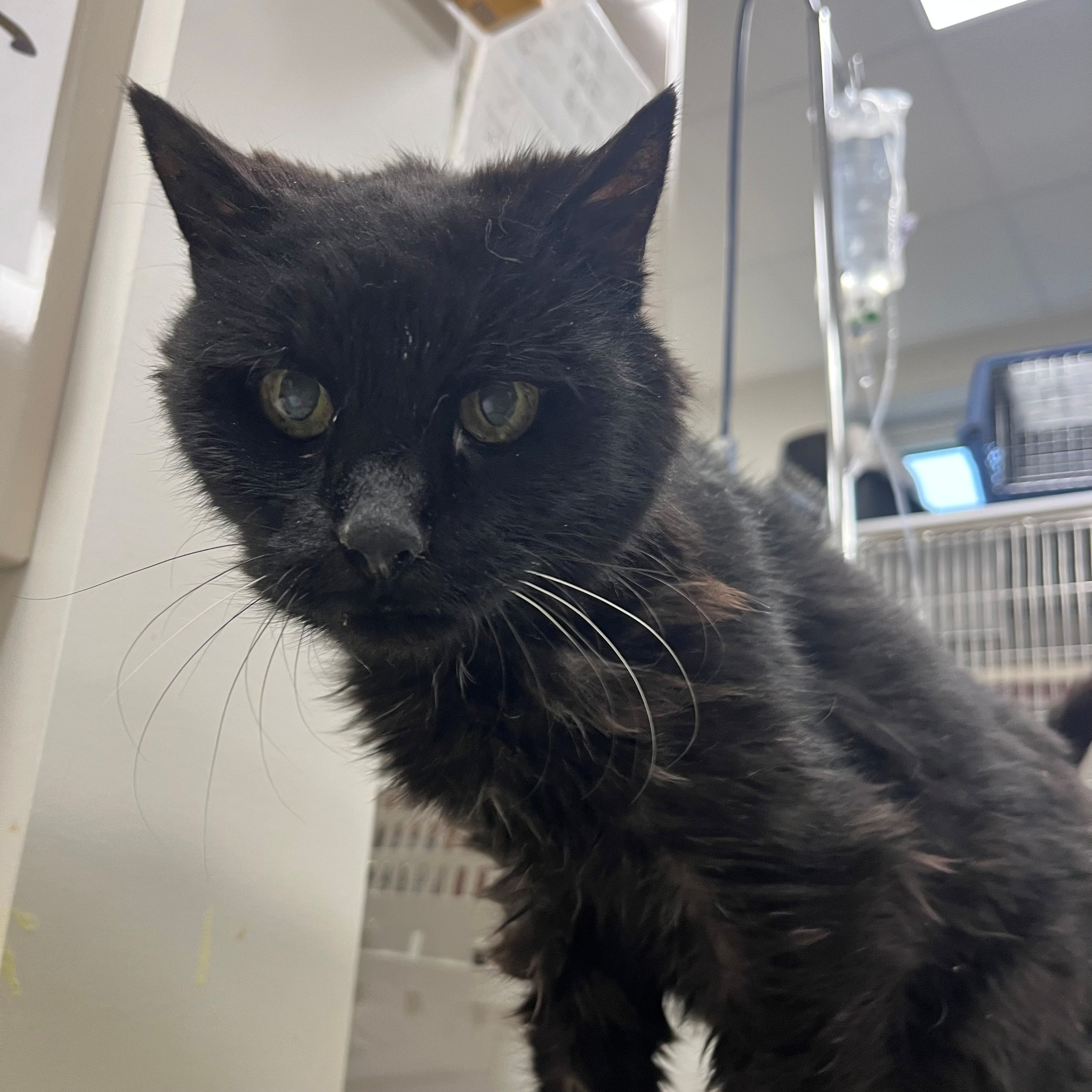 DuPage - ⚠️FOUND CAT⚠️ being held at DuPage County Animal Services. If ...