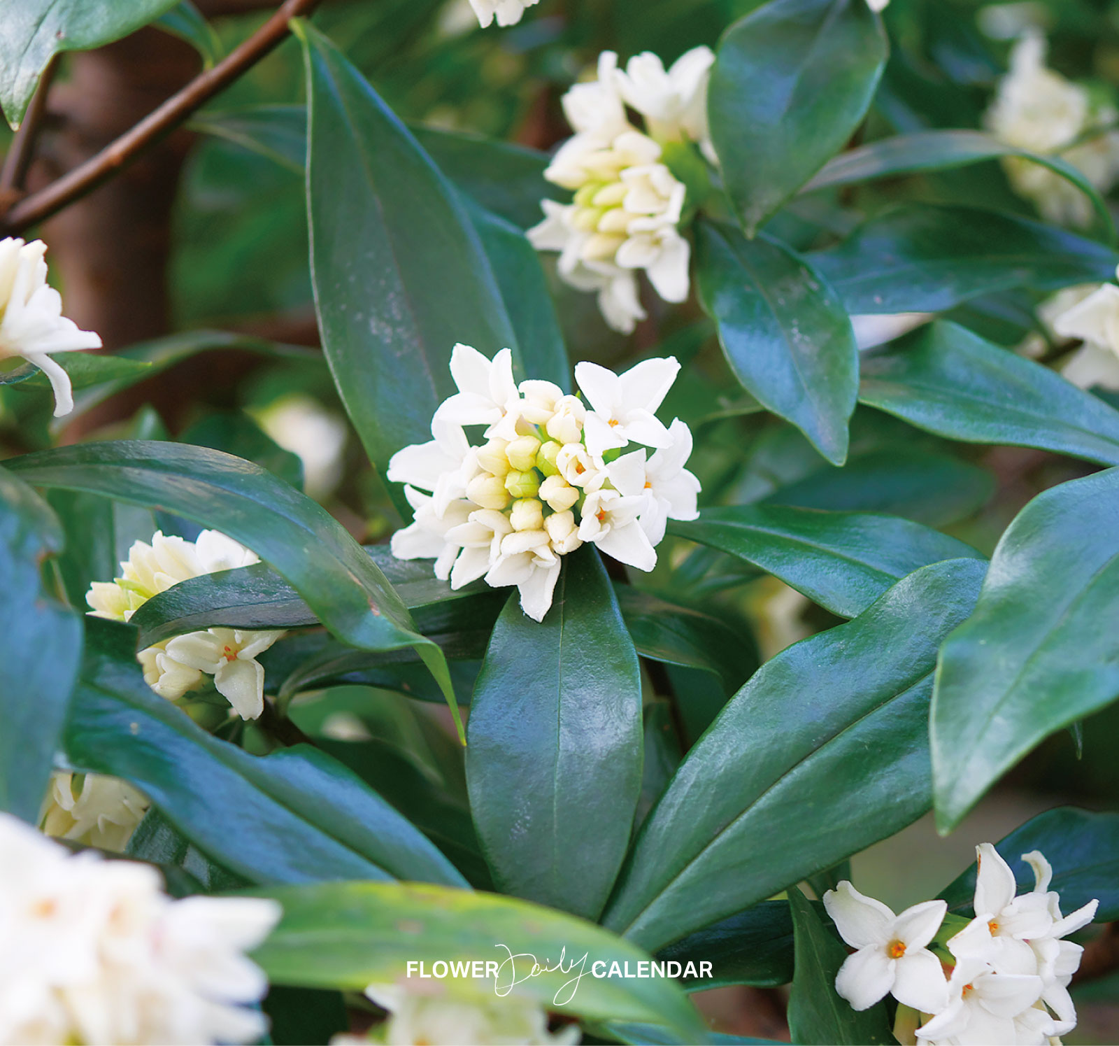 沈丁花 白花 白花 斑入り 沈丁花 白 沈丁花 ジンチョウゲ 白 30cm前後
