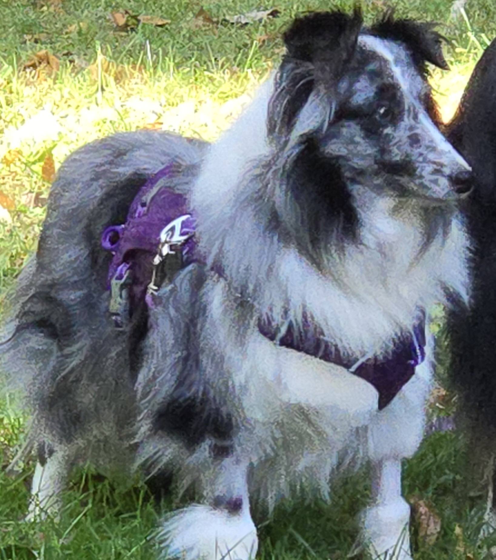 NJ Sheltie Rescue / Shetland Sheepdog Placement Services of New Jersey ...