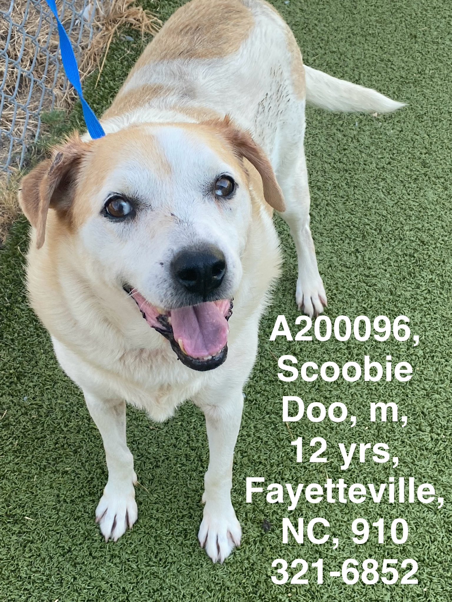 Friends - ️ RESCUED ️ SCOOBIE DOO (A200096) **FULL SHELTER** If you don ...