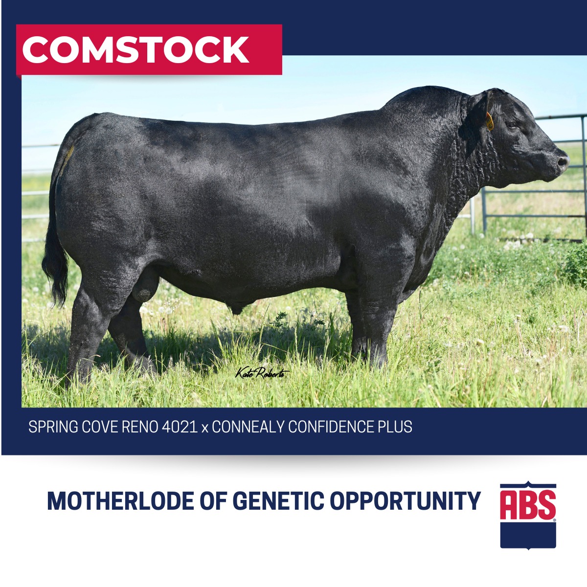 On May 23rd, the American Angus... - ABS Global - Beef | Facebook