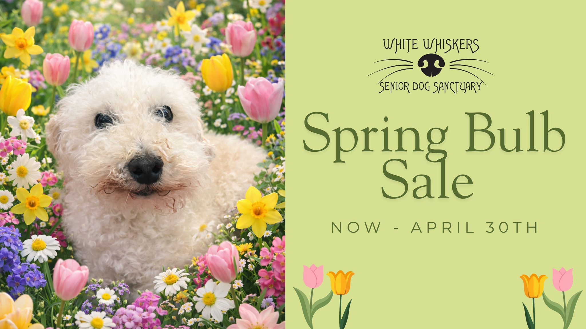 White Whiskers Spring Bulb Sale - Order Now - April 30