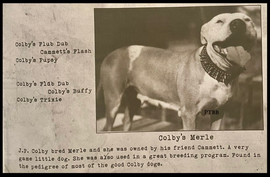 Preserving The Bullied... - Preserving The Bullied Breeds