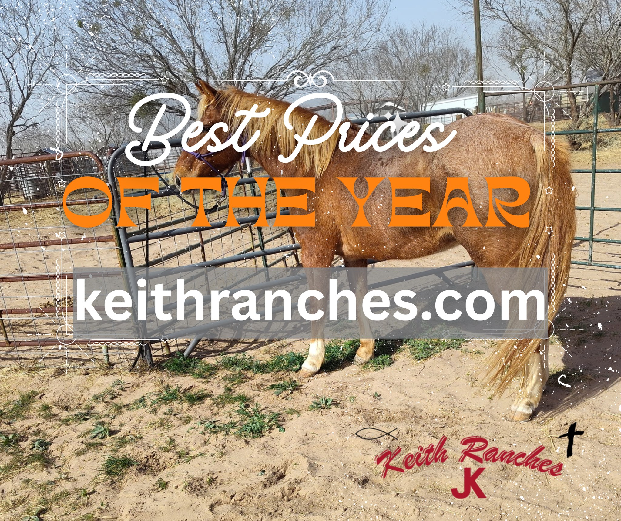 Keith Ranches Horses For Sale | Devine TX