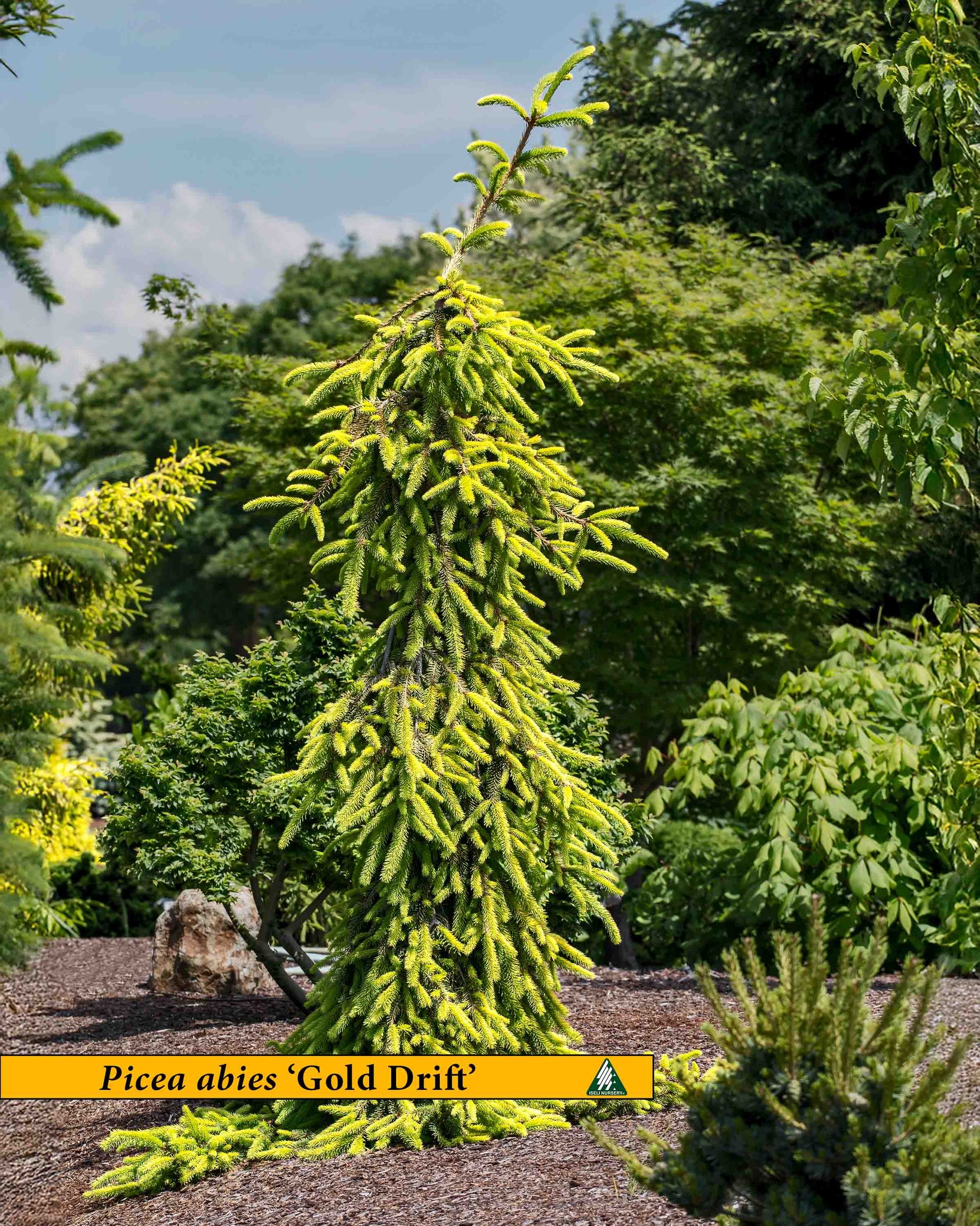 Gold abies Drift 針葉樹 苗木　蝦夷赤松苗木 Picea