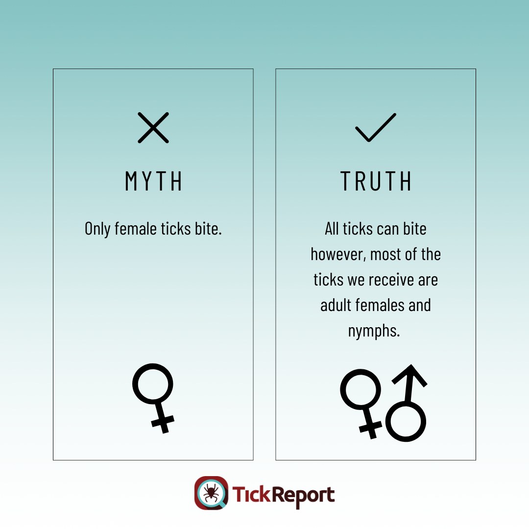 TickReport - Tick Facts: The Bite Truth! Contrary to popular belief ...