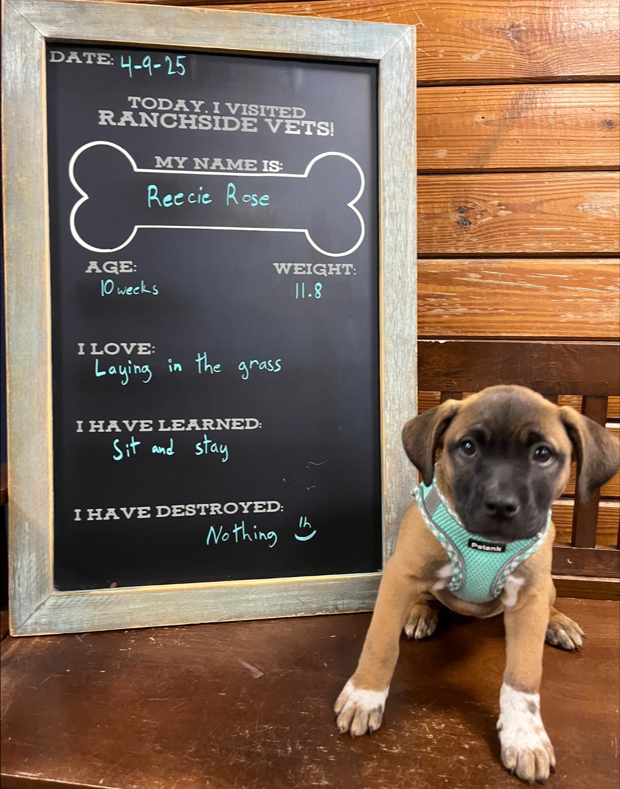 Ranchside - Reecie Rose was a very good girl for her visit! She has ...