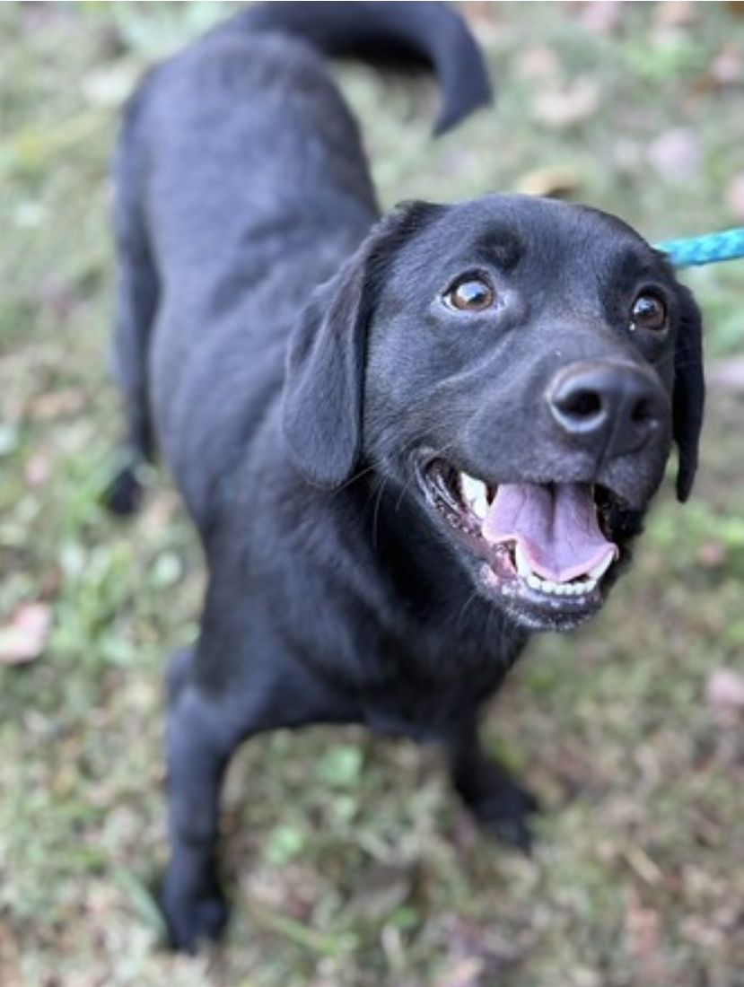 Lab Rescue LRCP Group | COOPER⁵ | Facebook