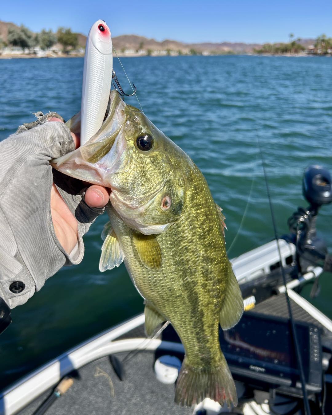 Lucky Craft USA - Scott Patton Fishing has found that the SCREW POINTER ...