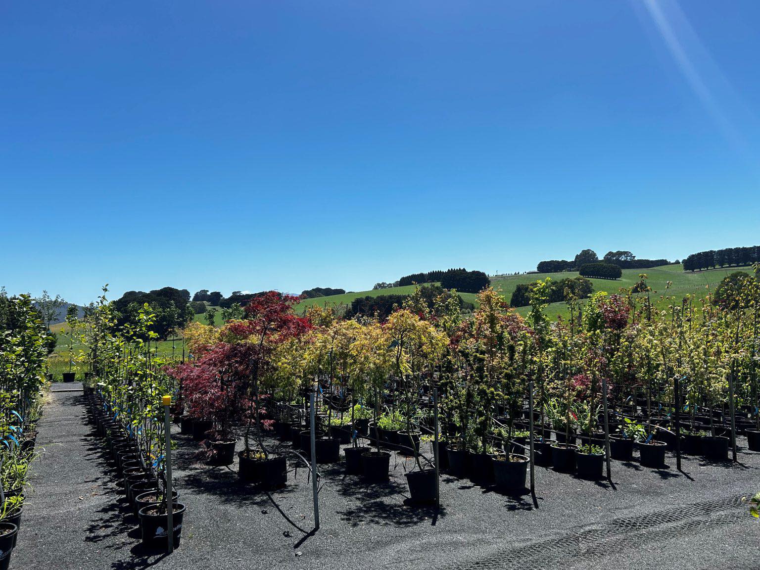 Blerick Tree Farm | Neerim Junction VIC